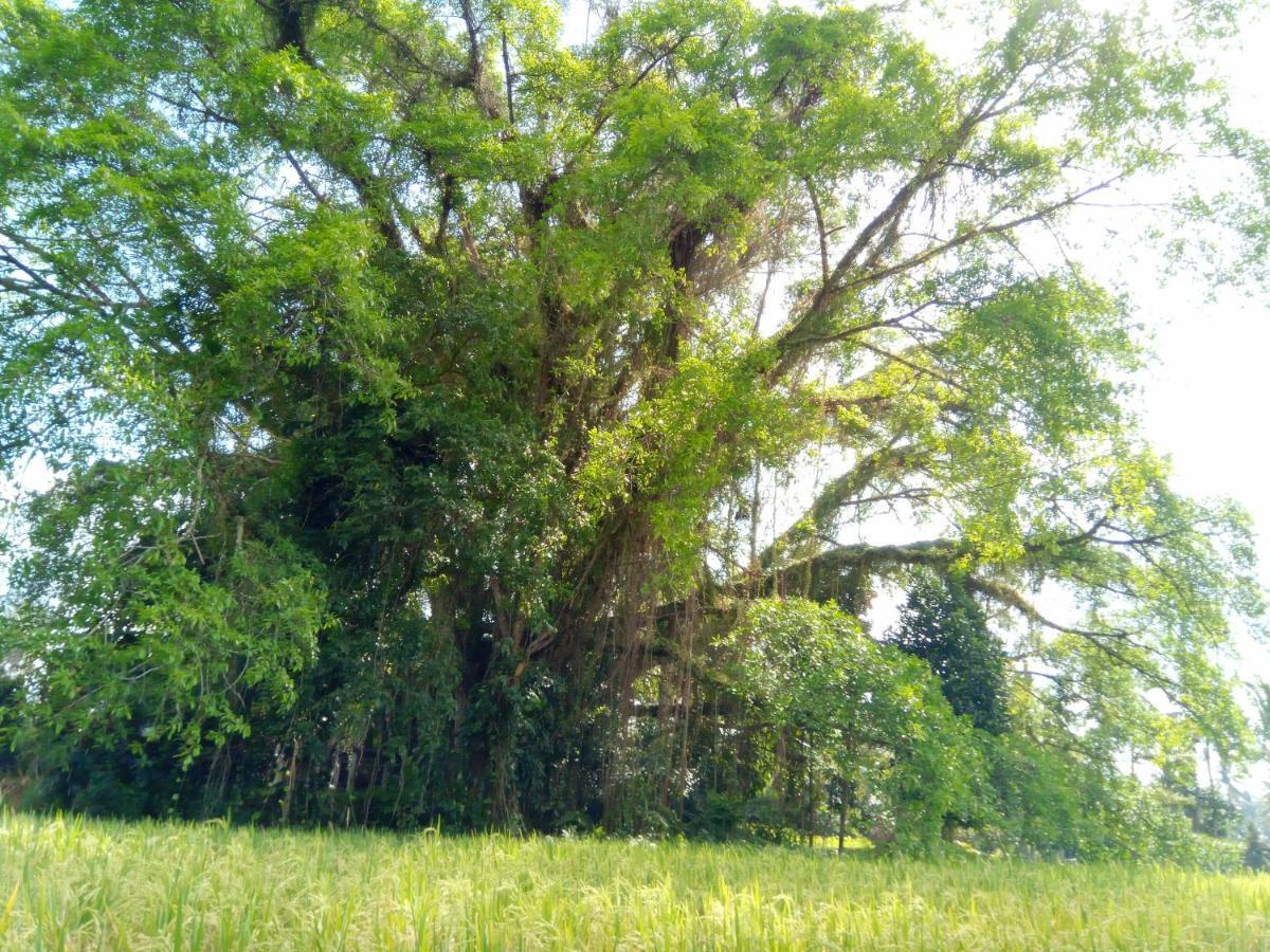 فندق Tegal Sari, Pemuteran- North Bali المظهر الخارجي الصورة